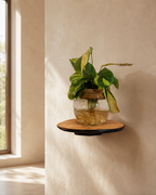 Lichen Shelf - Unique Wooden Decor