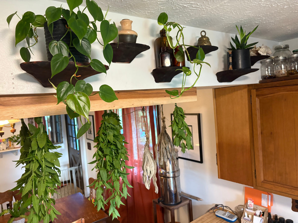 Shelf with plants and kitchen items in a home setting